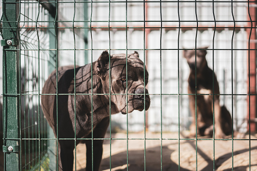 Sad Cane corso dog posing behind bars in an animal shelter