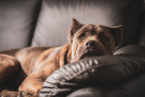 Cane Corso Dog napping on a sofa