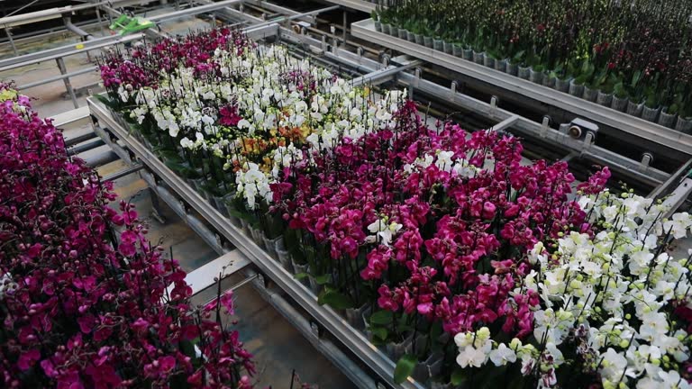 The inside of a modern working orchid greenhouse