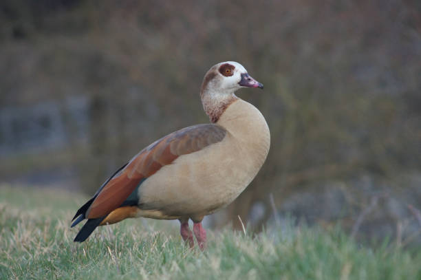 istock An Egyptian goose on the Nidda river, Frankfurt, Germany 1464709977