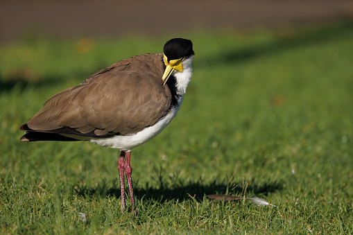 A Masked Lapwing preening its feathers on grass in the morning sun.