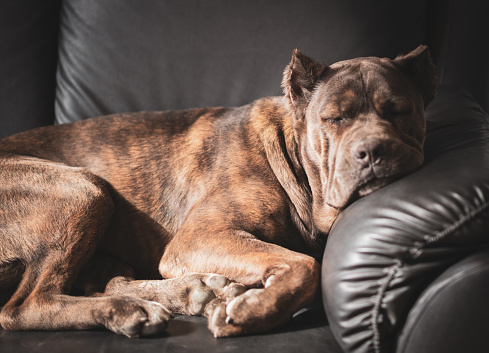 Cane Corso Dog sleeping on a sofa