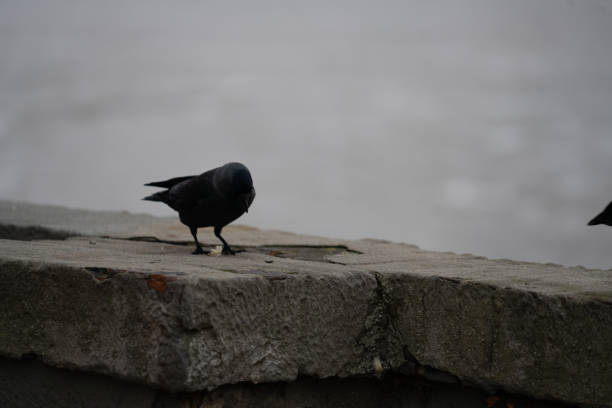 A cute little fluffy jackdaw bird on a rocky surface