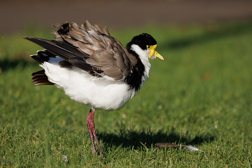A Masked Lapwing standing on grass and ruffling its feathers in the morning sun.