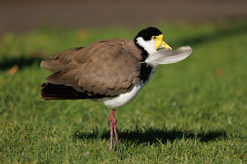 A Masked Lapwing standing on grass in the morning sun with a large feather in it's beak.