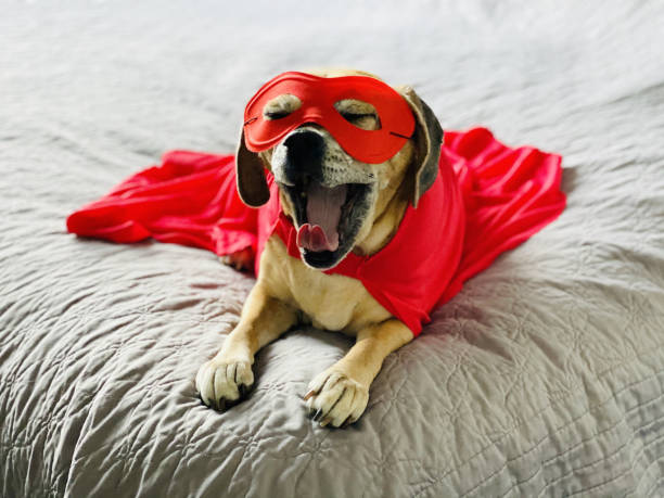 istock Super Puggle on Bed Yawns 1464711312