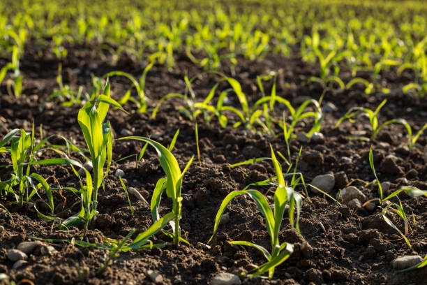 istock Fresh seedlings in a field 1464711374
