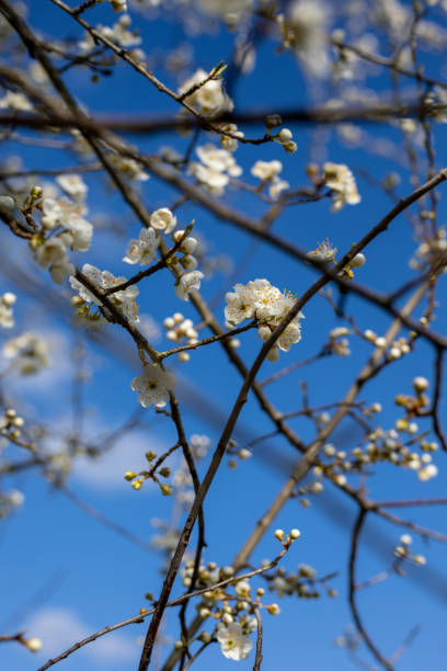 istock Blossoms of an apple tree 1464711383