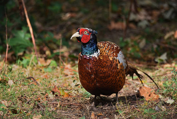 istock Selective focus shot of a Ringneck Pheasant (Phasianus colchicus) 1464711529