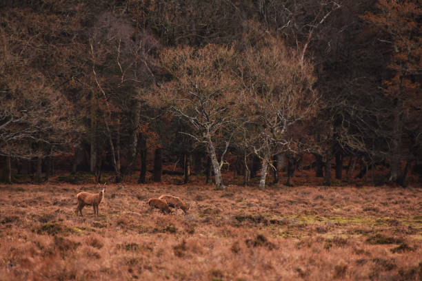 istock Closeup shot of a Roe deer in a forest 1464711544