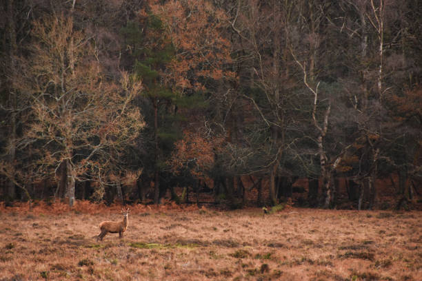 istock Closeup shot of a Roe deer in a forest 1464711546