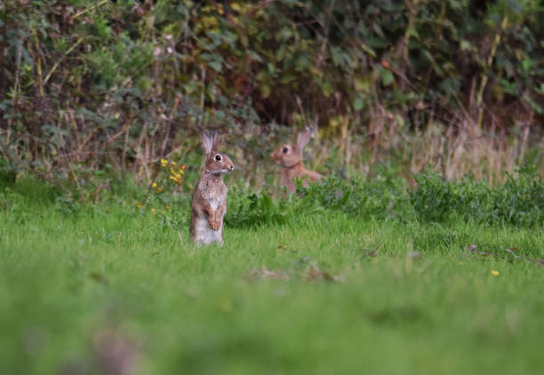 Close-up cute wild rabbits foraging in the grass. The Bunnies of Canmore, numerous feral rabbits that roam the town. Alberta, Canada.