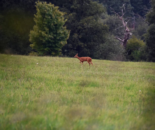 istock Closeup shot of a Roe deer in a forest 1464711569
