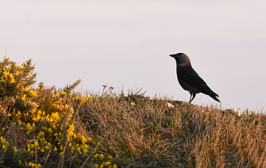 A closeup shot of a black crow