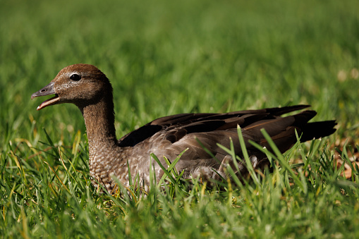 Maned duck, also known as Australian wood duck, in the morning sun.