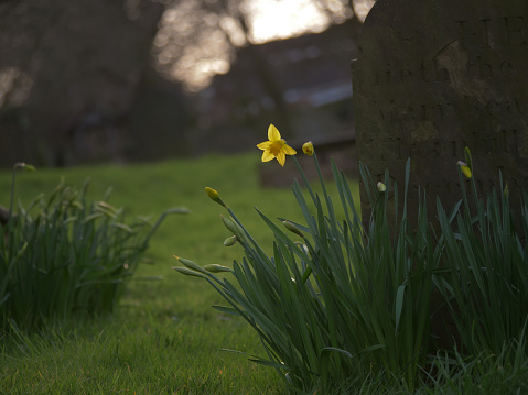 Yellow daffodils flowers grow near a gravestone medium shot