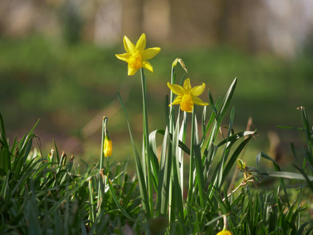 istock Yellow daffodils flowers growing wild in meadow 1464711954