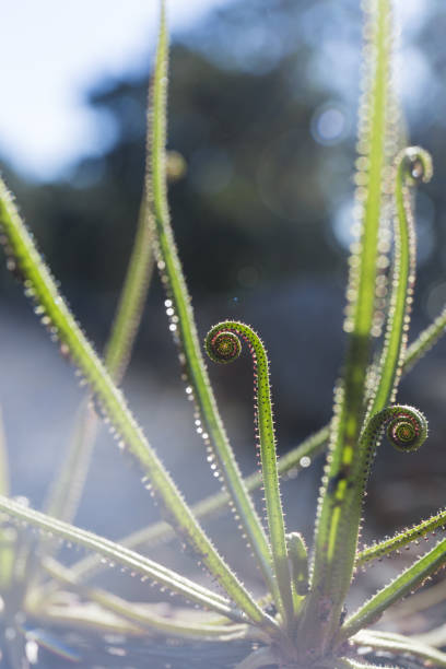 istock macro of a carnivorous plant 1464712287