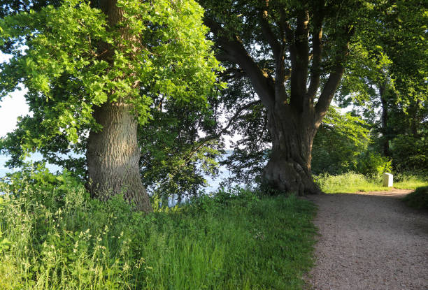 istock Closeup shot of a pathway surrounded by trees and greenery 1464712366