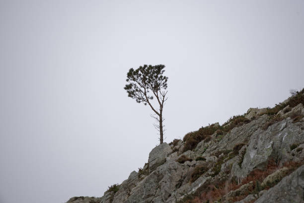 istock Low angle shot of a lone tree on a rocky mountain against a cloudy sky 1464713332
