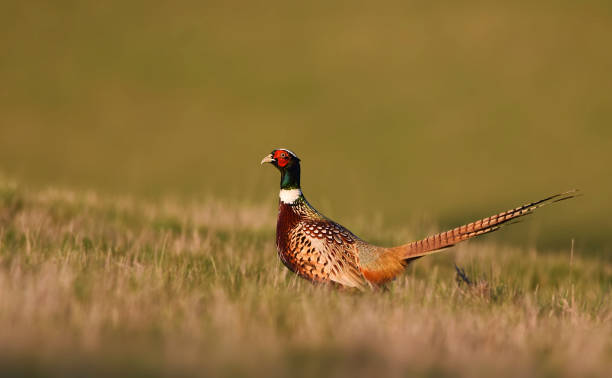 istock Selective focus shot of a Ringneck Pheasant (Phasianus colchicus) in the field 1464713626