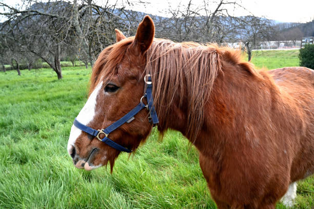 istock Brown horse with a grey mane in a field 1464714153