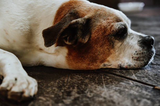 istock Cute Jack Russell Terrier lying on the floor at home 1464714236