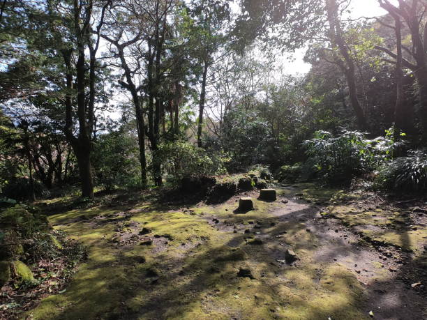 istock The mountain path in Kagoshima 1464714299