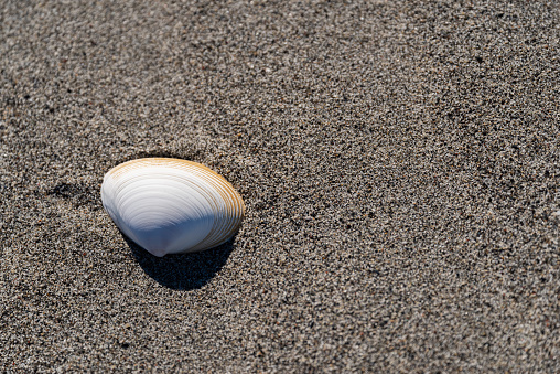 sandy beach and shells