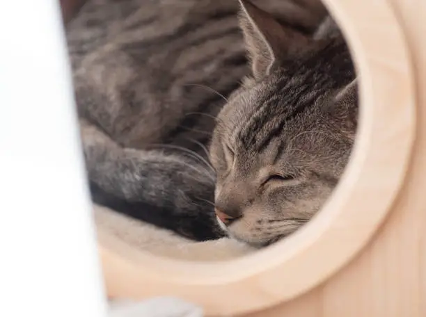 Photo of cat sleeping in a hut