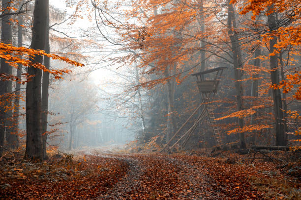 istock Beautiful autumn forest on a foggy day 1464715101