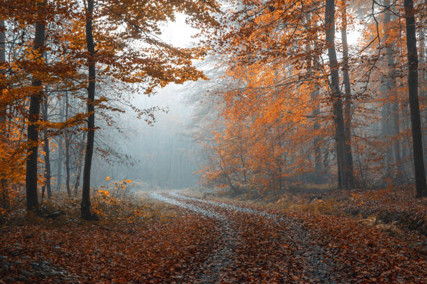 istock Beautiful autumn forest on a foggy day 1464715105