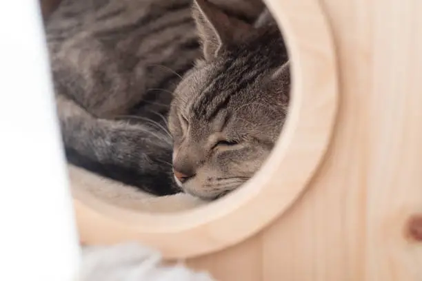 Photo of cat sleeping in a hut