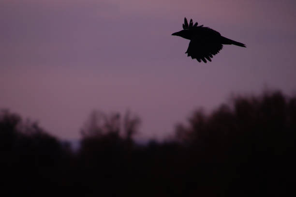A crow crosses the evening sky in Niddapark, Frankfurt, Germany