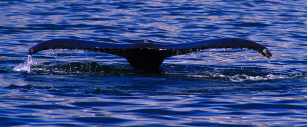 istock Whale watching in Iceland 1464715348