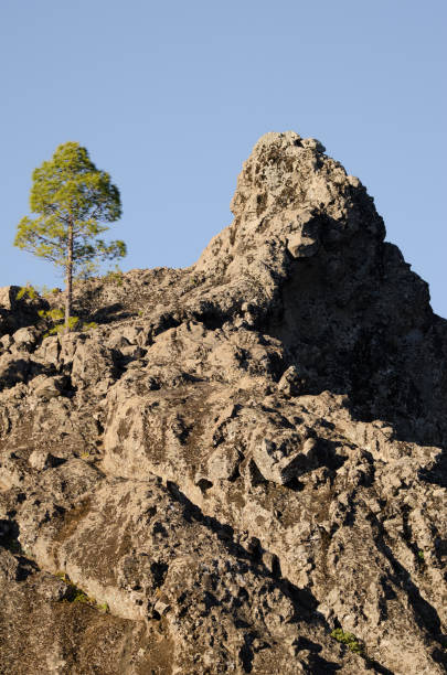 istock Cliff and Canary Island pine. 1464718729