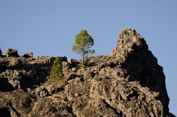 Cliff and Canary Island pines Pinus canariensis. The Nublo Rural Park. Tejeda. Gran Canaria. Canary Islands. Spain.