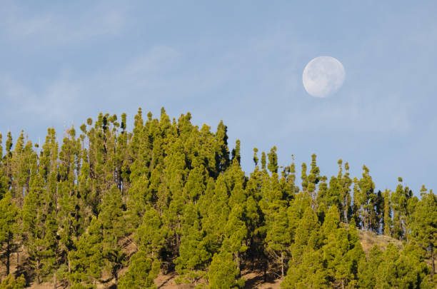 istock Forest of Canary Island pine and moon. 1464719685