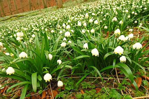 Cluster of beautiful fragile wild snowdrops, with blurred green background, and space for copy.