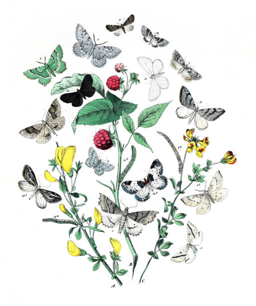istock Lepidoptera Illustration.
Botanical butterflies. Vintage butterflies. Exotic butterflies. Botanical poster. 
Collection of  vintage exotic butterfies and insects at floral pattern. butterfly pattern. butterly poster.  vintage chromolithograph 1464720193