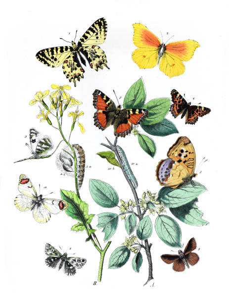 istock Lepidoptera Illustration.
Botanical butterflies. Vintage butterflies. Exotic butterflies. Botanical poster. 
Collection of  vintage exotic butterfies and insects at floral pattern. butterfly pattern. butterly poster.  vintage chromolithograph 1464720200