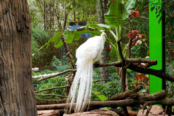 istock Selective focus of the white peacock that was walking in his cage. 1464721472