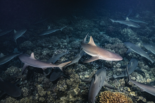 Some sharks prefer to hunt at night. This is likely because their natural food source is more abundant at night, but it can also be related to different hunting strategies.