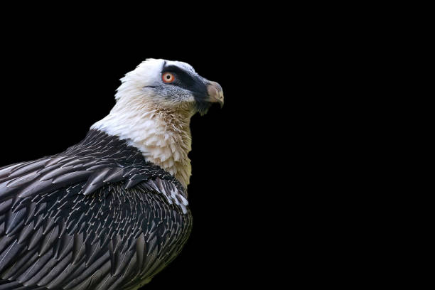 istock Bearded vulture - Gypaetus barbatus on a black background 1464724313