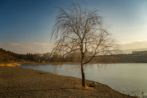 Lonely tree of Lisi lake at sunset in winter. Tbilisi, Georgia