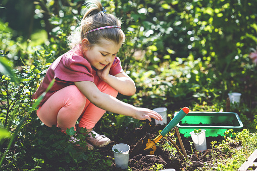 Little happy preschool girl planting seedlings of sunflowers in domestic garden. Toddler child learn gardening, planting and cultivating flower and plant. Kids and ecology, environment concept