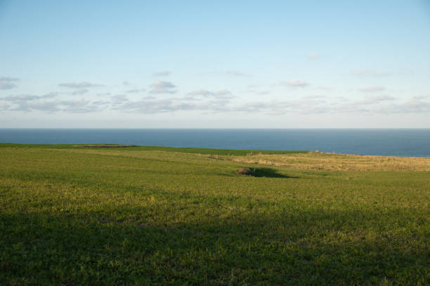 Green grass field by the sea