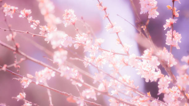 istock Defocused spring background - Soft pastel pink blossoming banner 1464725921