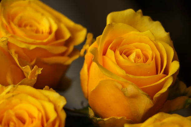 istock Fresh yellow rose closeup background 1464725930