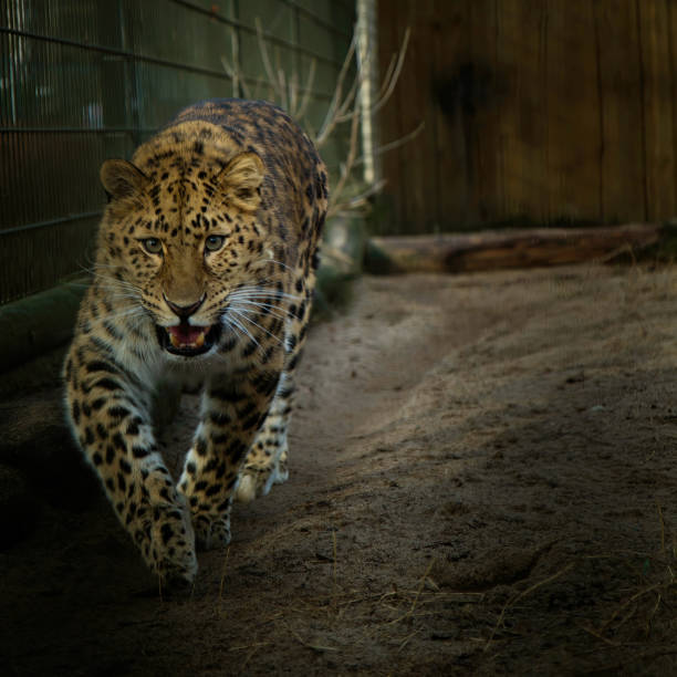 istock Amur leopard young male 1464726613
